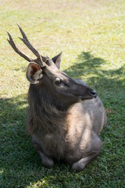 Geyik Khao Yai Milli Parkı Tayland