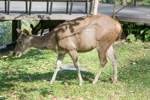 Ciervo en el Parque Nacional Khao Yai Tailandia — Foto de Stock