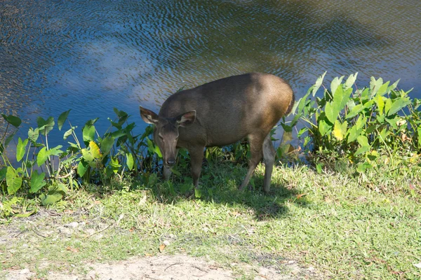 Deer in Khao Yai National Park Thailand — Stock Photo, Image