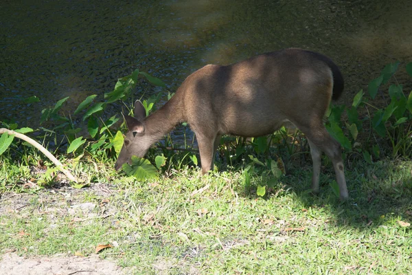 Herten in Khao Yai nationaal Park Thailand — Stockfoto