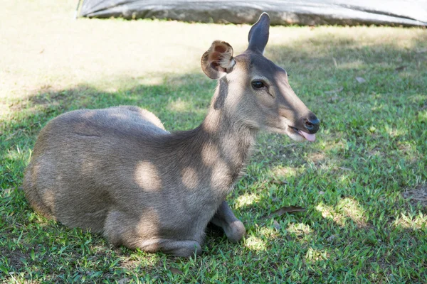 Rådjur i nationalparken khao yai, thailand — Stockfoto