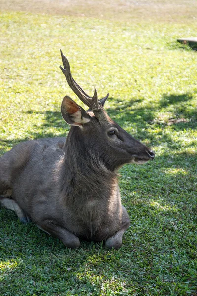 Herten in Khao Yai nationaal Park Thailand — Stockfoto