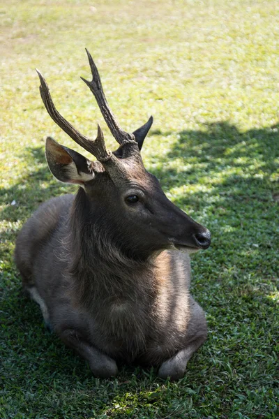 Deer in Khao Yai National Park Thailand — Stock Photo, Image