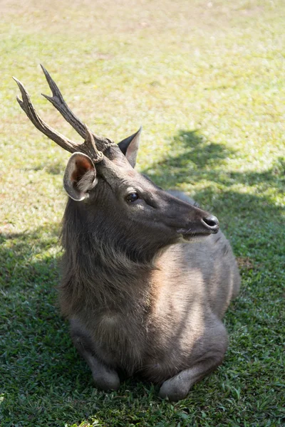 在考艾国家公园泰国鹿 — 图库照片