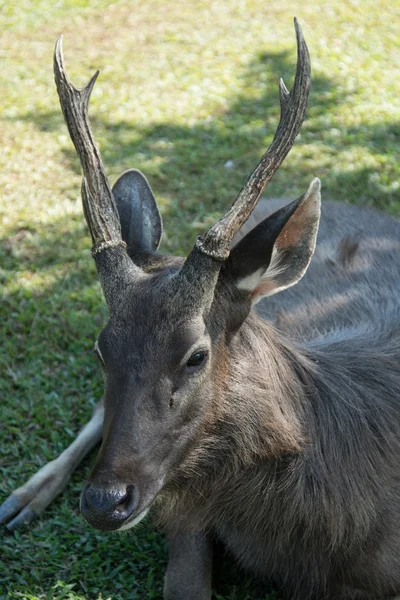 Deer in Khao Yai National Park Thailand — Stock Photo, Image