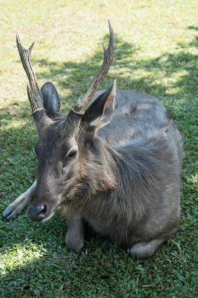 カオヤイ国立公園タイの鹿 — ストック写真
