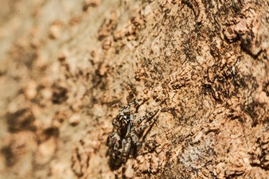 Örümcek çapraz gri (Larinioides sclopetarius) ağaç kabuğu üzerinde tünemiş