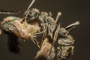 Karıncalar closeup gıda için yarışıyor
