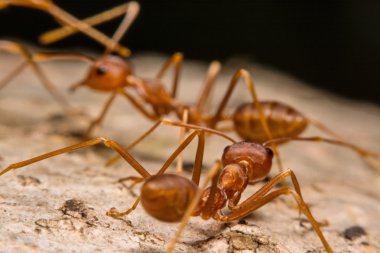 Arka plan olarak bir ikamet ile karıncalar closeup