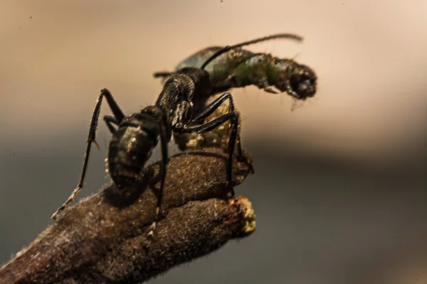 Closeup of ants are competing for food — Stock Photo, Image