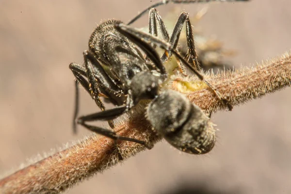 Close-up van mieren concurreren voor de menselijke voeding — Stockfoto