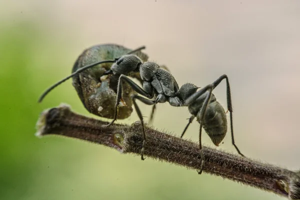 Close-up van mieren concurreren voor de menselijke voeding — Stockfoto