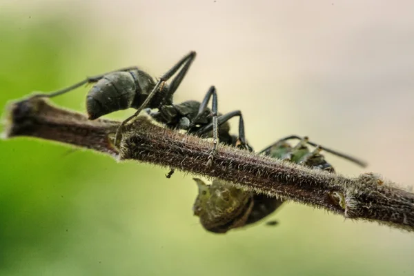 Крупный план муравьёв соревнуется за еду — стоковое фото