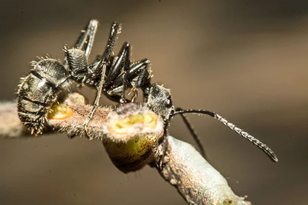 Les fourmis se disputent de la nourriture. — Photo