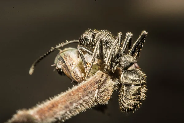 Closeup of ants are competing for food — Stock Photo, Image