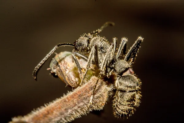 Primer plano de las hormigas compiten por la comida —  Fotos de Stock