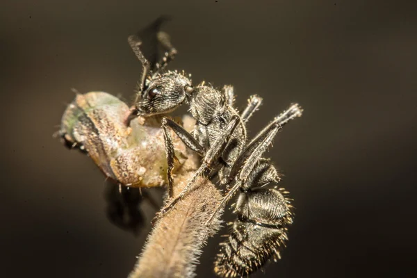 Closeup of ants are competing for food — Stock Photo, Image