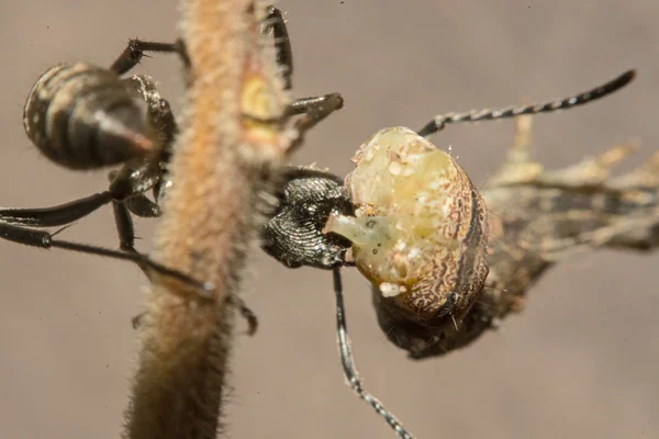 Closeup de formigas estão competindo por comida — Fotografia de Stock