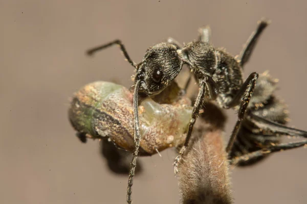 Close-up van mieren concurreren voor de menselijke voeding — Stockfoto