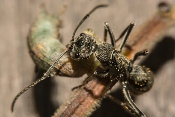 Closeup of ants are competing for food — Stock Photo, Image