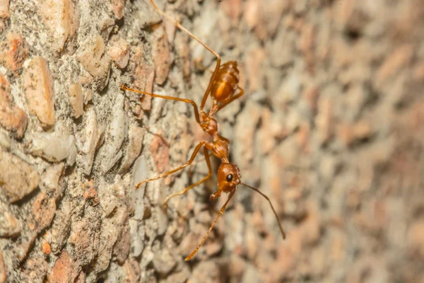 Closeup of ants with a background as a resident — Stock Photo, Image