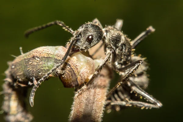 Close-up van mieren concurreren voor de menselijke voeding — Stockfoto