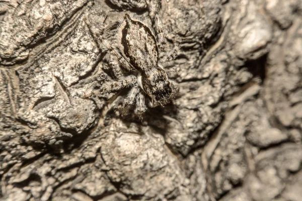 Laba-laba salib abu-abu (Larinioides sclopetarius) bertengger di kulit pohon — Stok Foto