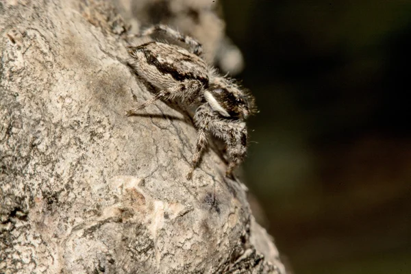 Araña cruzada gris (Larinioides sclopetarius) encaramada en la corteza de un árbol — Foto de Stock