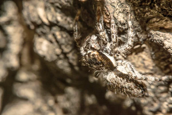 Серый паук (Larinioides sclopetarius), сидящий на коре дерева — стоковое фото