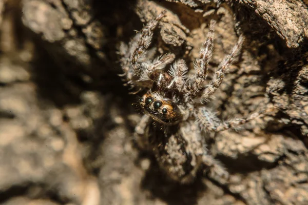 Araña cruzada gris (Larinioides sclopetarius) encaramada en la corteza de un árbol —  Fotos de Stock