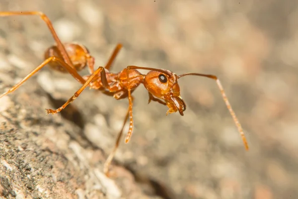 Arka plan olarak bir ikamet ile karıncalar closeup — Stok fotoğraf