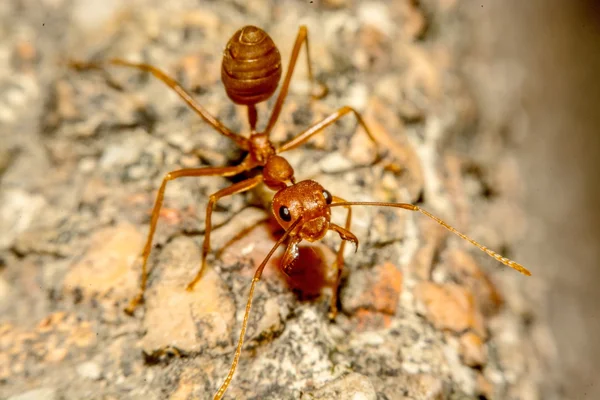 Arka plan olarak bir ikamet ile karıncalar closeup — Stok fotoğraf