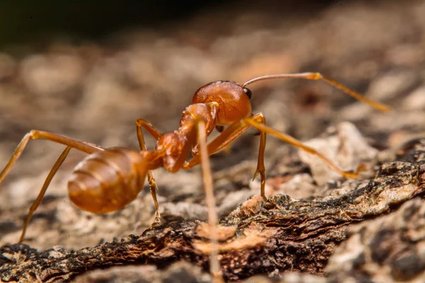 Primer plano de hormigas con antecedentes como residente — Foto de Stock