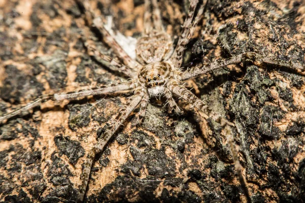 Aranha cruzada cinzenta (Larinioides sclopetarius) empoleirada na casca da árvore — Fotografia de Stock