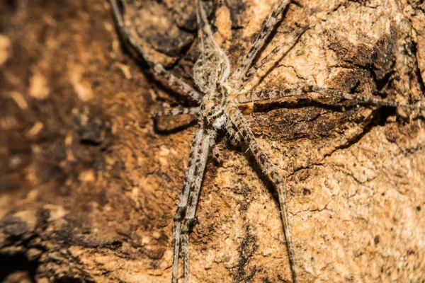 Gray cross spider (Larinioides sclopetarius) perched on tree bark — Stock Photo, Image