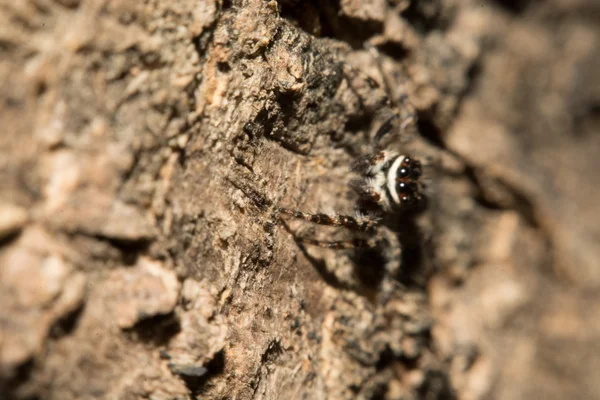 Graue Kreuzspinne (larinioides sclopetarius) hockt auf Baumrinde — Stockfoto