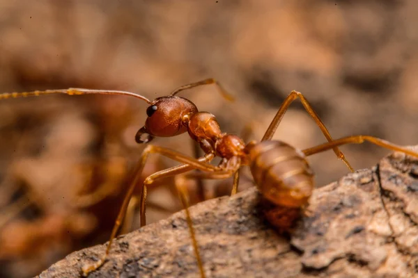 Primer plano de las hormigas compiten por la comida — Foto de Stock