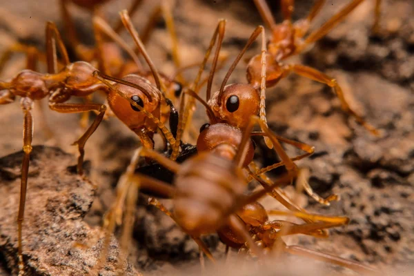 Closeup των μυρμηγκιών είναι ανταγωνιστικές για τα τρόφιμα — Φωτογραφία Αρχείου