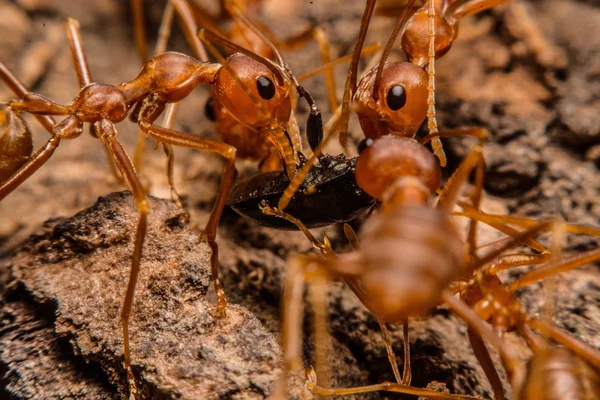 Primer plano de las hormigas compiten por la comida — Foto de Stock