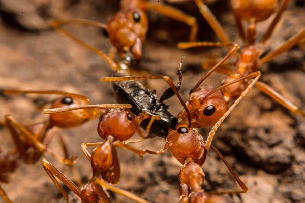 Closeup of ants are competing for food — Stock Photo, Image