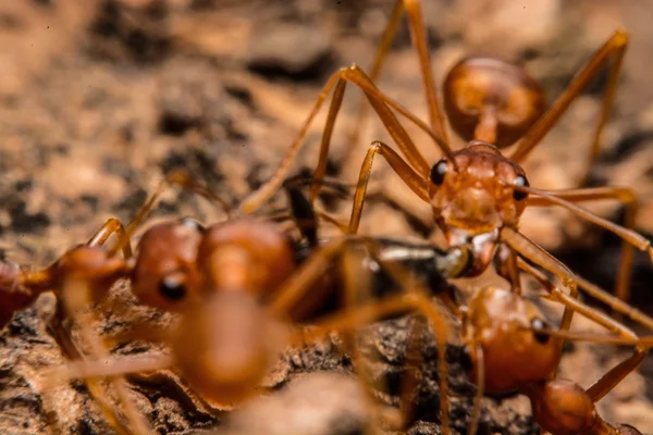 Closeup of ants are competing for food — Stock Photo, Image