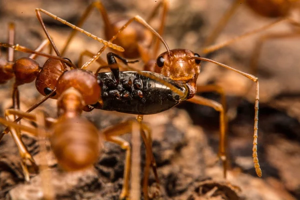 Closeup of ants are competing for food — Stock Photo, Image