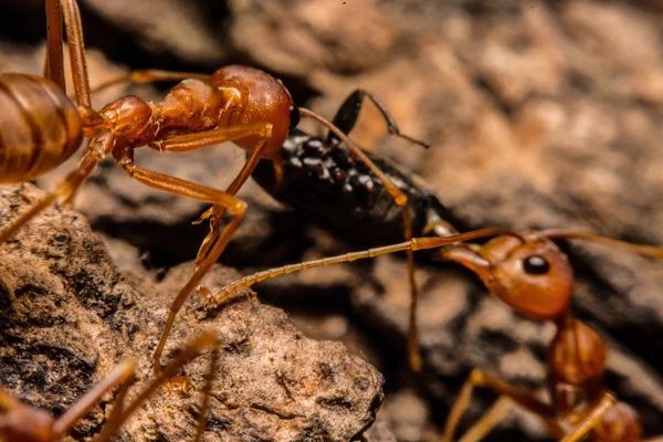 Closeup of ants are competing for food — Stock Photo, Image