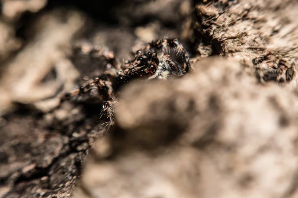 Γκρι Σταυρός αράχνη (Larinioides sclopetarius) σκαρφαλωμένο σε φλοιό δέντρων — Φωτογραφία Αρχείου