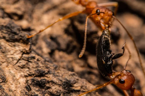 Closeup των μυρμηγκιών είναι ανταγωνιστικές για τα τρόφιμα — Φωτογραφία Αρχείου