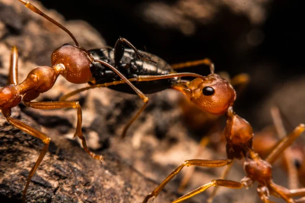 Primer plano de las hormigas compiten por la comida — Foto de Stock