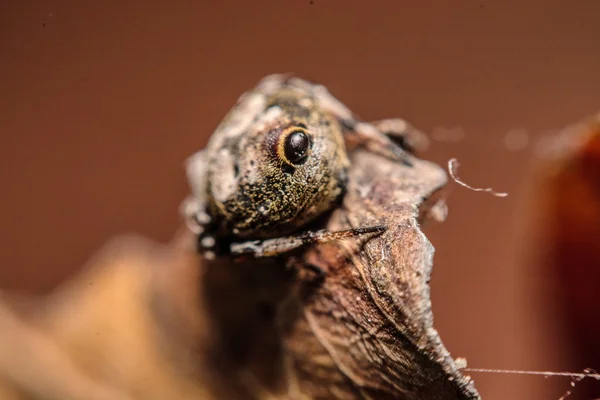 Araignée grise croisée (Larinioides sclopetarius) perchée sur les feuilles brun — Photo