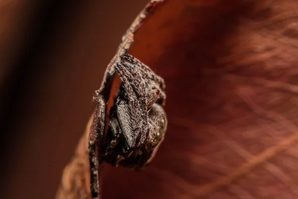 Araña cruzada gris (Larinioides sclopetarius) posada sobre hojas marrones — Foto de Stock
