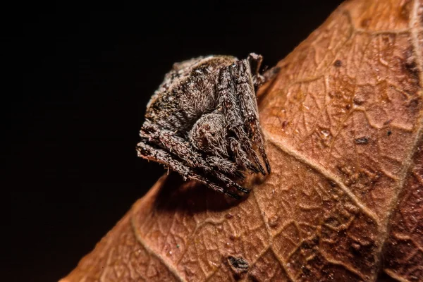 Araignée grise croisée (Larinioides sclopetarius) perchée sur les feuilles brun — Photo