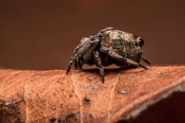 Araignée grise croisée (Larinioides sclopetarius) perchée sur les feuilles brun — Photo